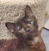 adoptable Cat in Wheaton, IL named Cadoo **Wobbly Kitten**