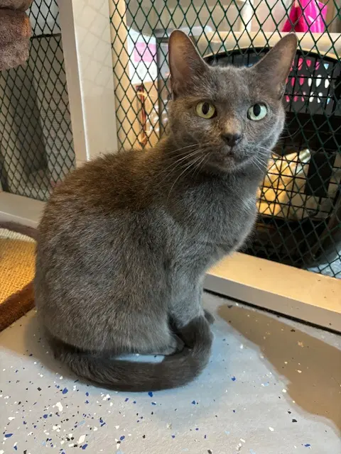 Gabby - Domestic Short Hair