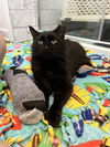 adoptable Cat in Wheaton, IL named Arthur Fonzarelli