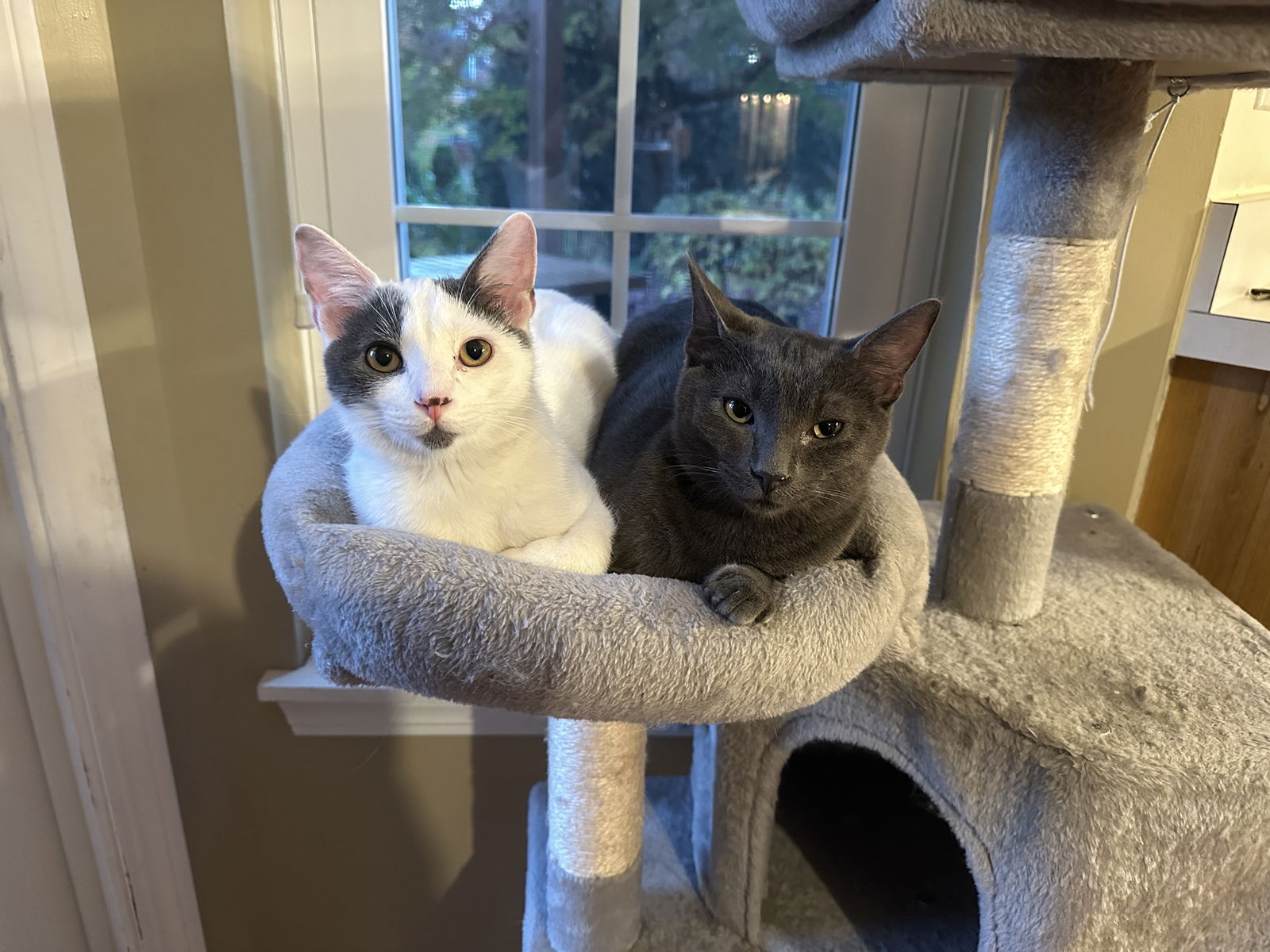 Linguini & Macaroni (bonded pair)  Domestic Short Hair (short coat) Male