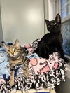 Jelly and Bean *BONDED PAIR*