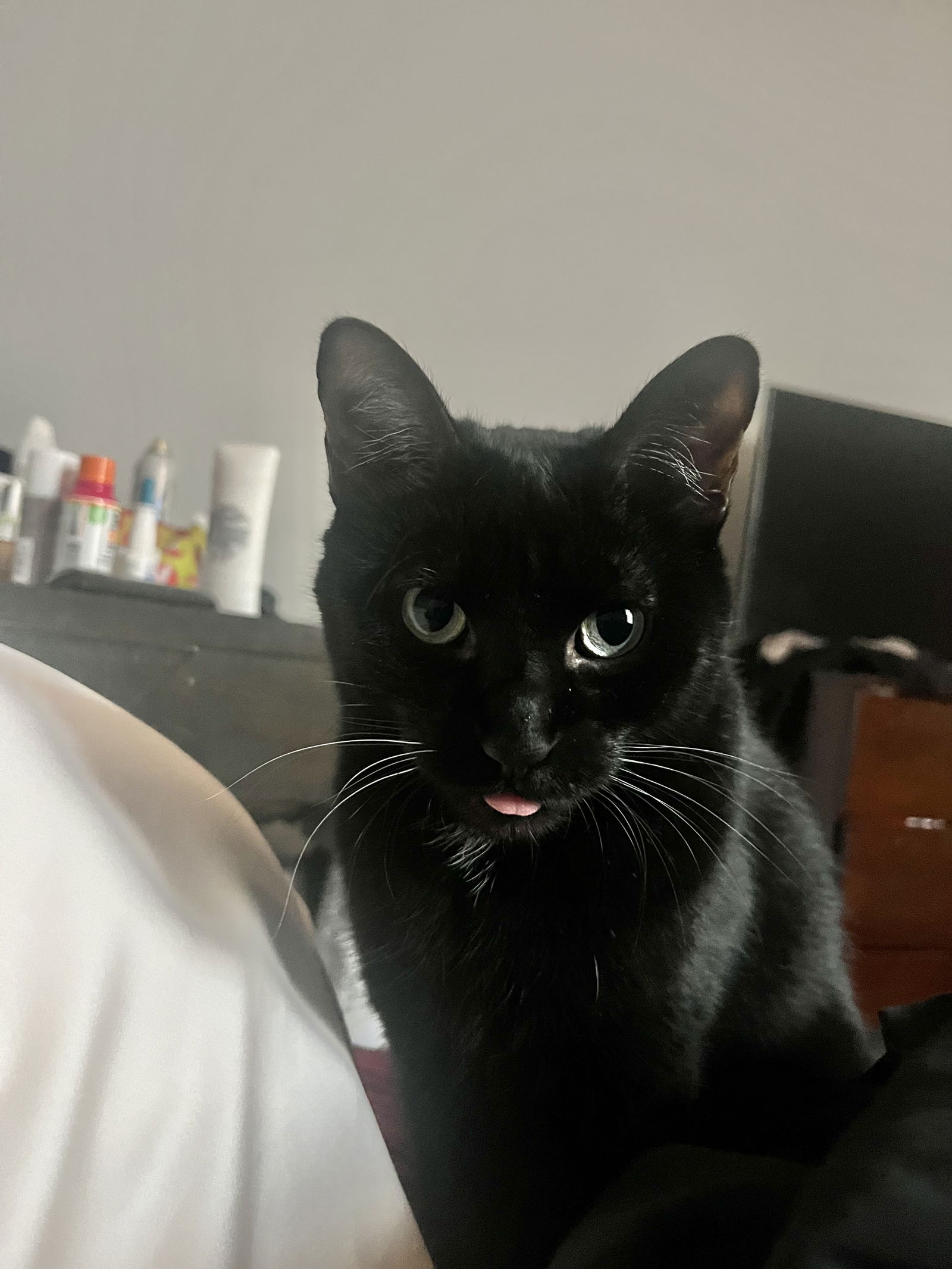 Obsidian  Domestic Short Hair (short coat) Female