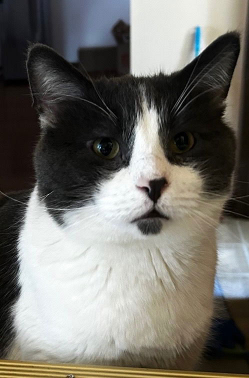 Champaign  Domestic Short Hair (short coat) Male