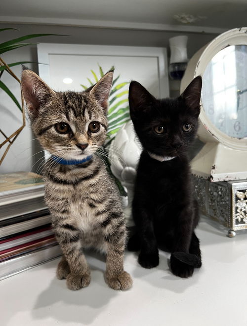 Captain America and Iron Man (Bonded Pair)