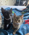 Captain America and Iron Man (Bonded Pair)