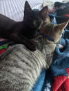 Captain America and Iron Man (Bonded Pair)