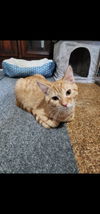 adoptable Cat in Wheaton, IL named Terry