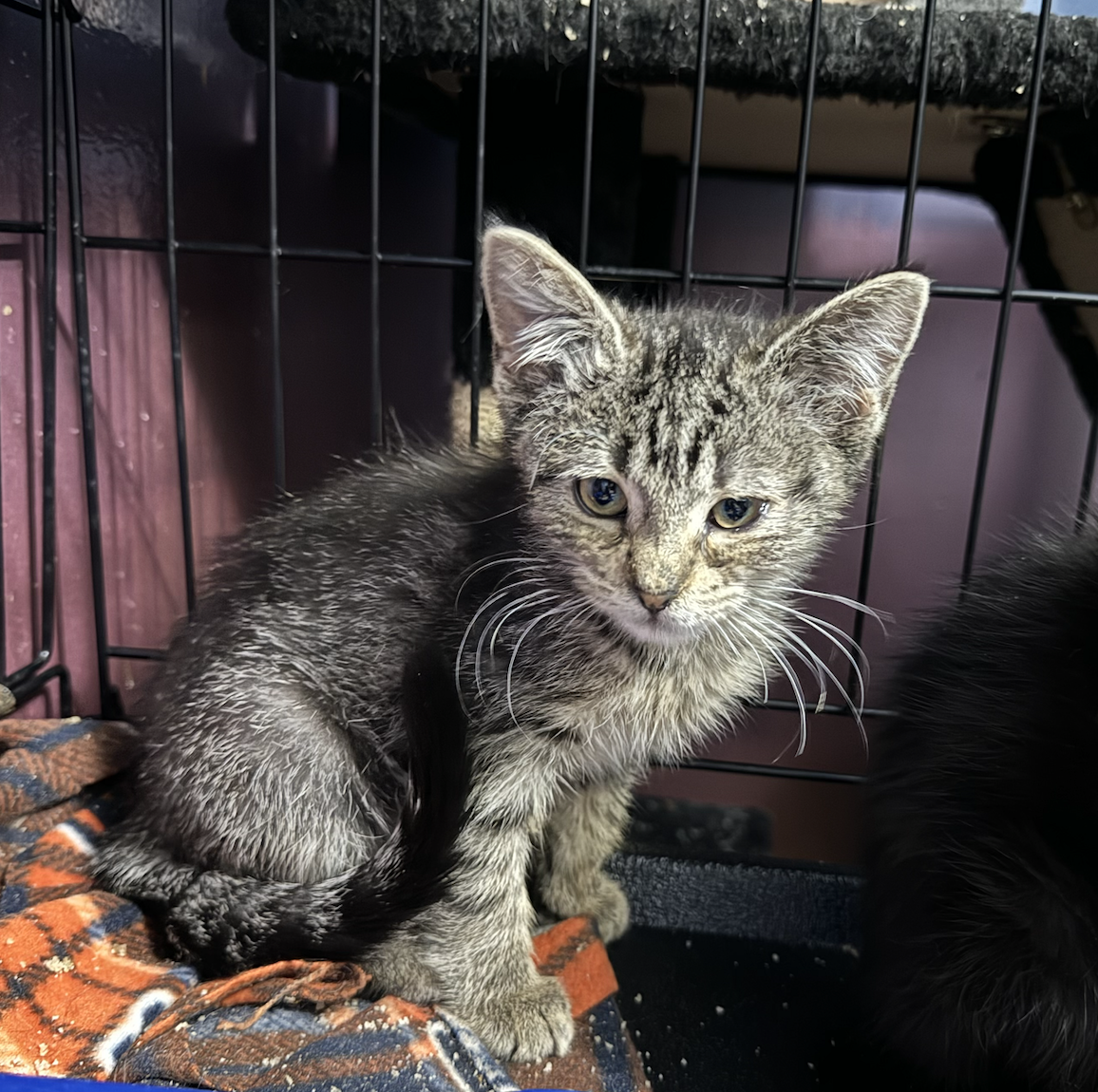 adoptable Cat in Wheaton, IL named Simone Biles