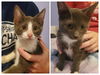 adoptable Cat in Wheaton, IL named Skitters & Squeaker (*bonded pair)