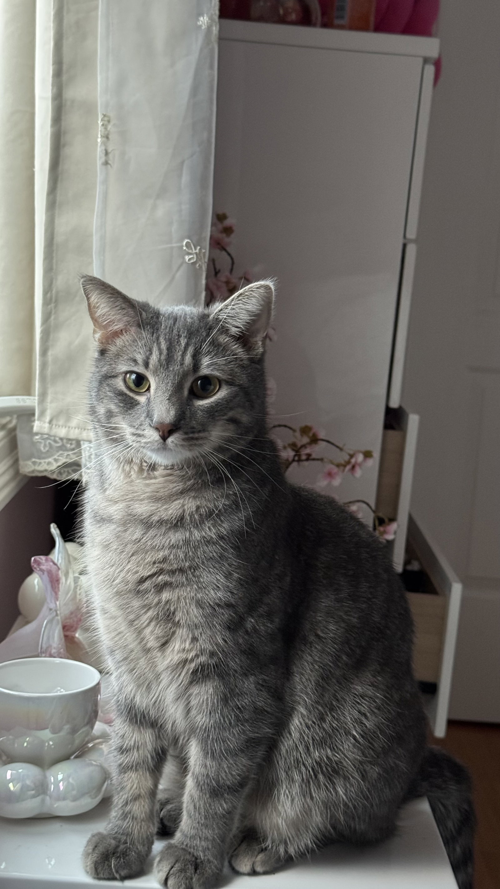 Ryker  Domestic Short Hair (short coat) Male