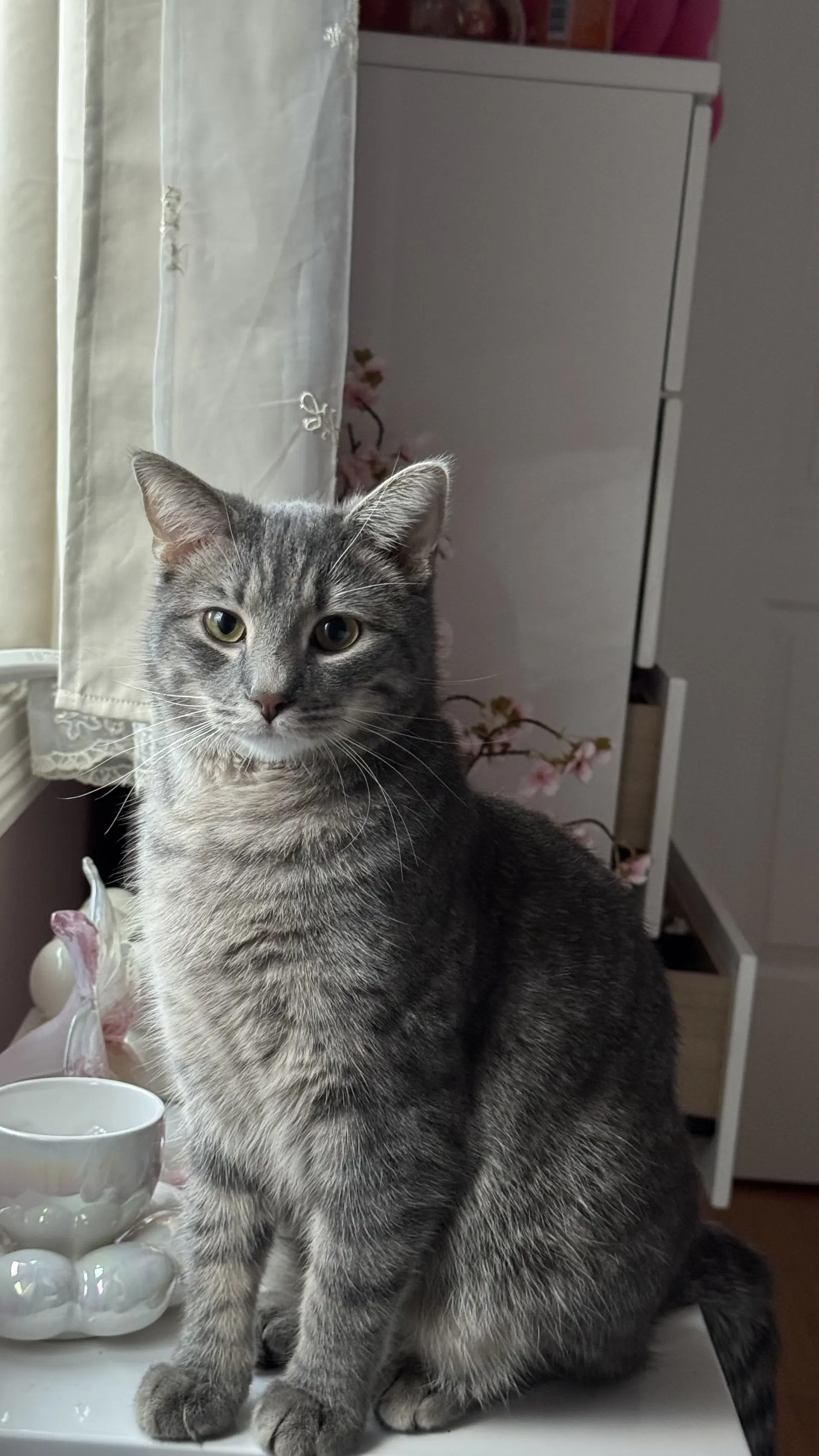 Ryker - Domestic Short Hair