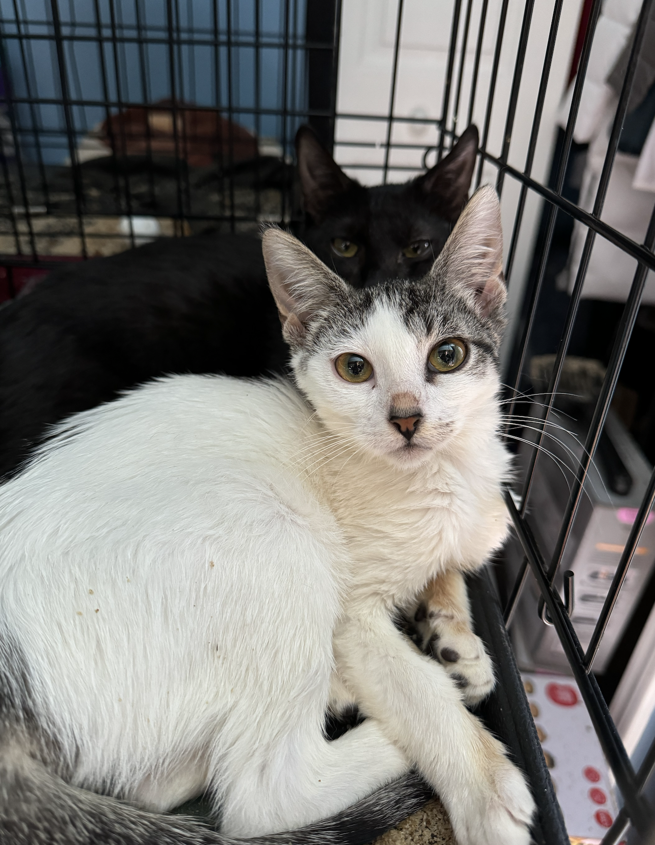 adoptable Cat in Naperville, IL named Lake