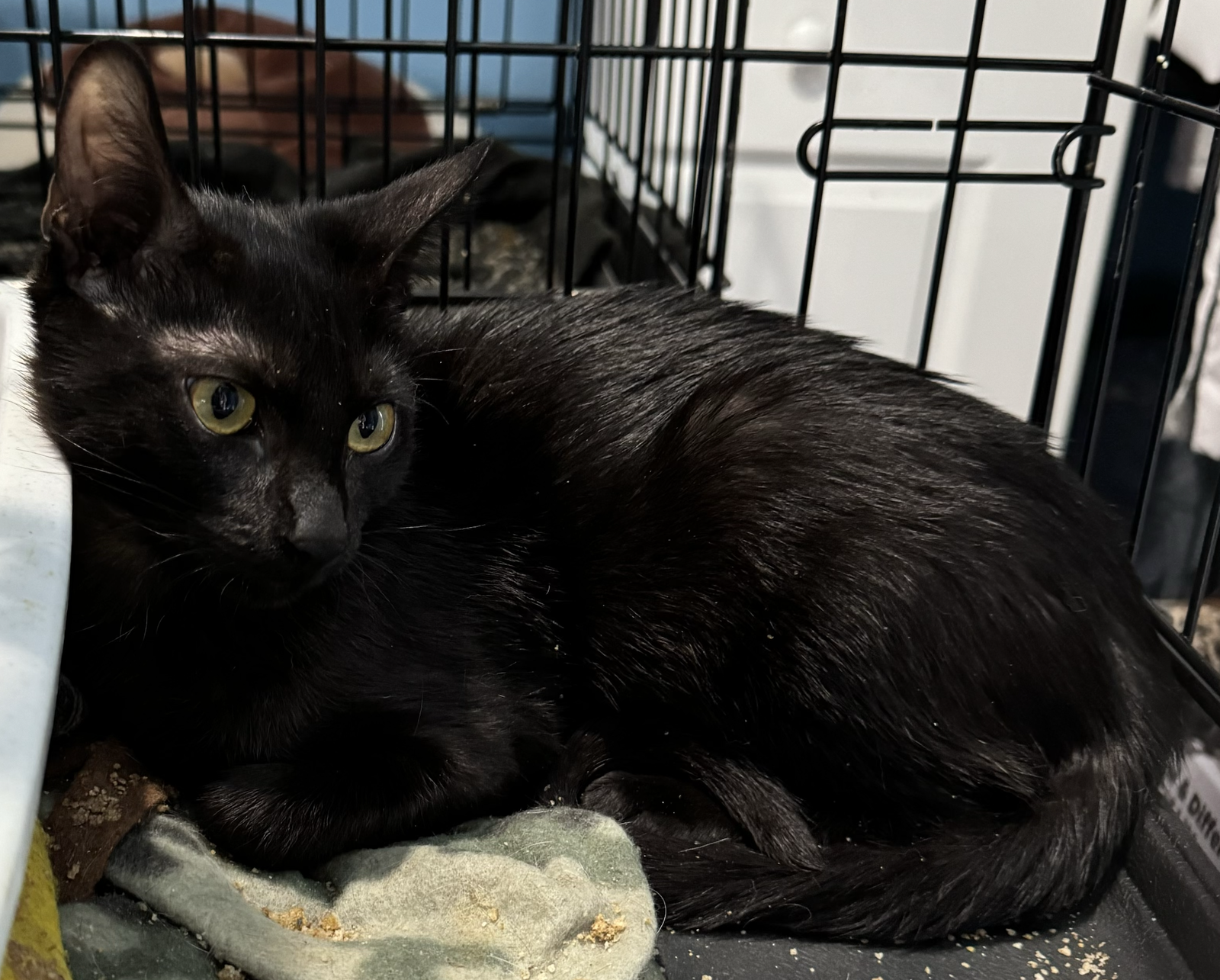 adoptable Cat in Naperville, IL named Creek