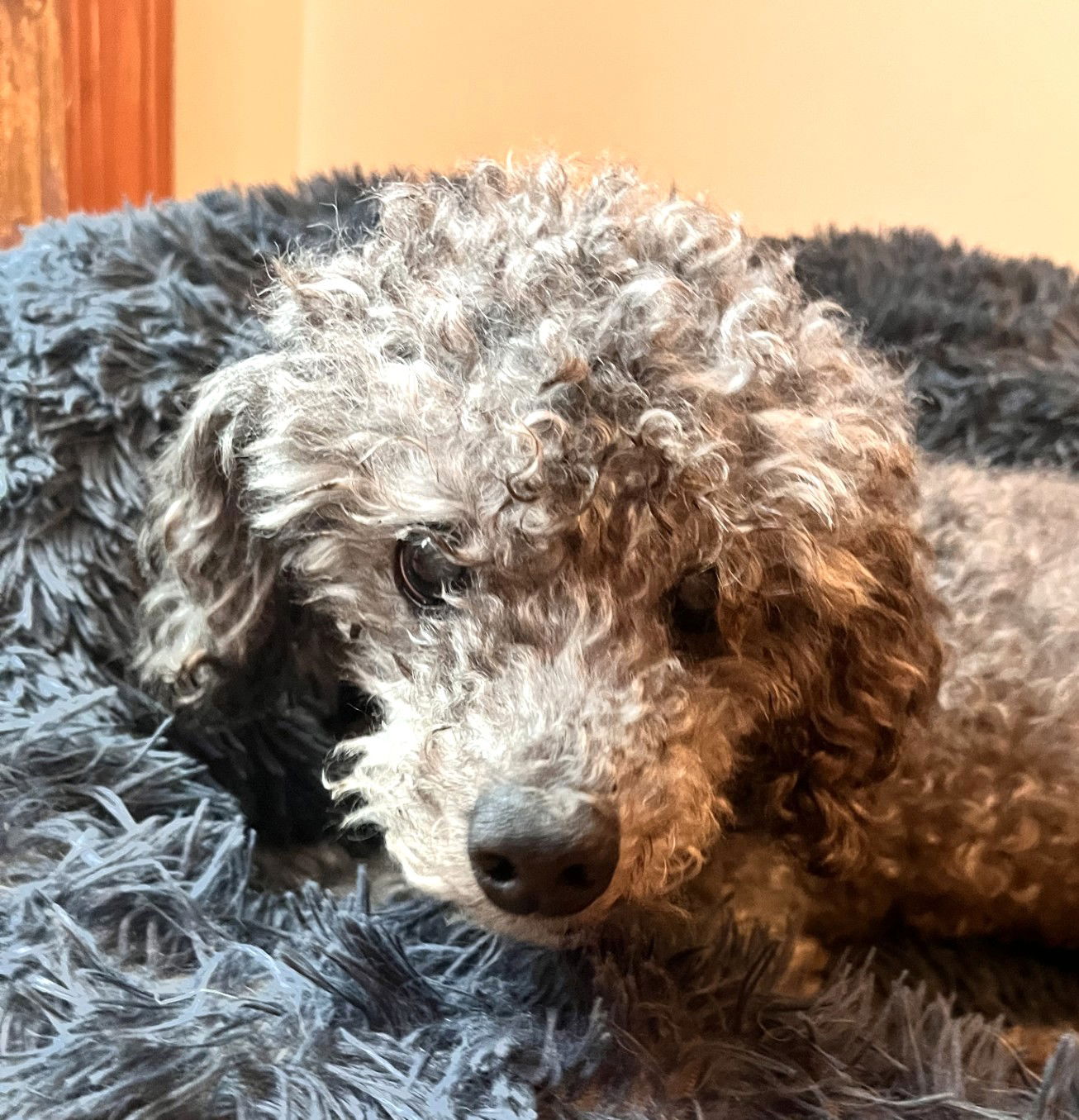 adoptable Dog in Wheaton, IL named Claude