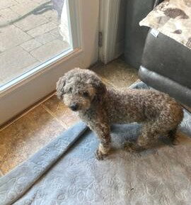 CLAUDE - Poodle (Miniature) available for adoption