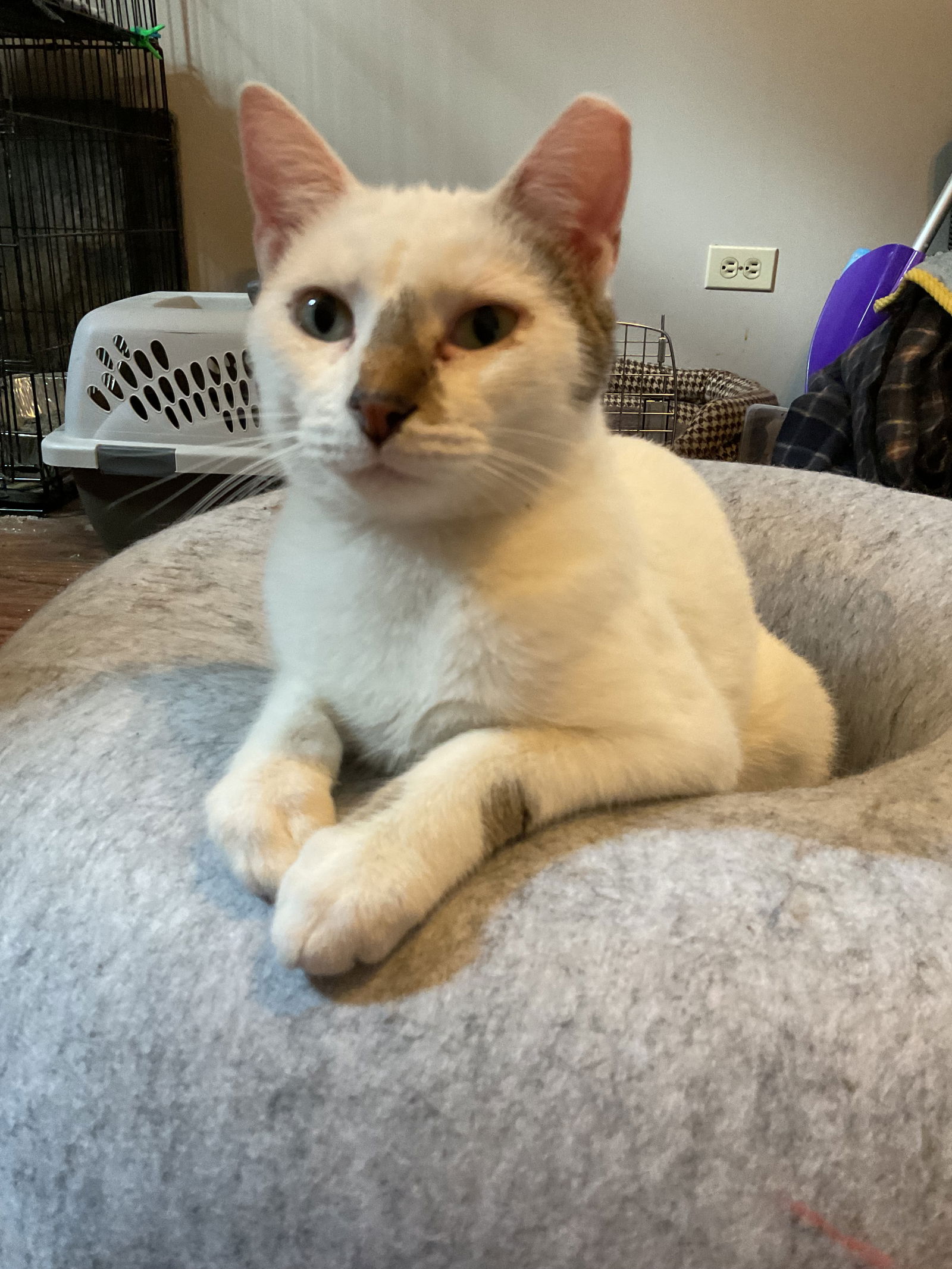 adoptable Cat in Wheaton, IL named Astoria