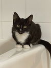 adoptable Cat in , IL named Hennessey