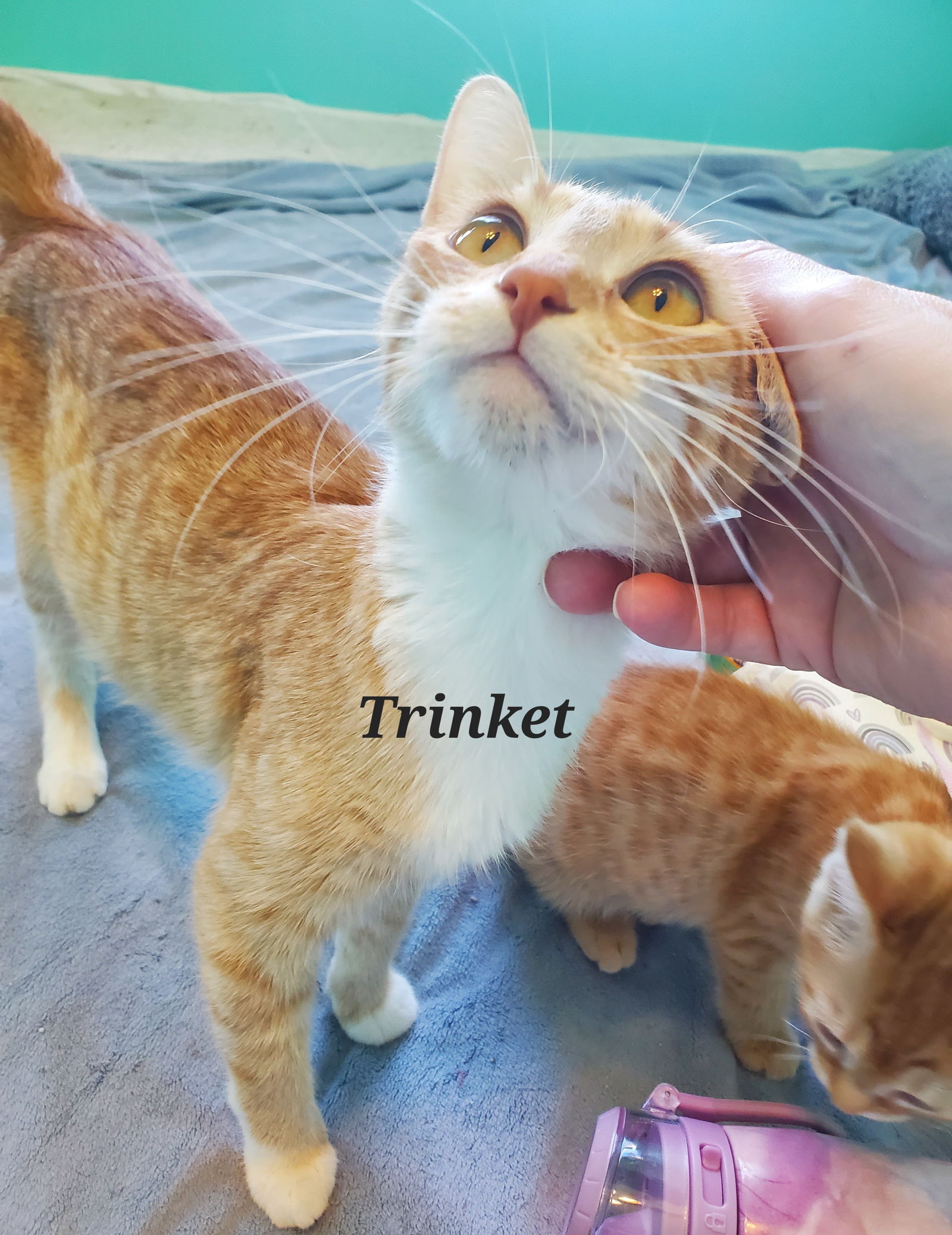 Trinket  Domestic Short Hair (short coat) Female