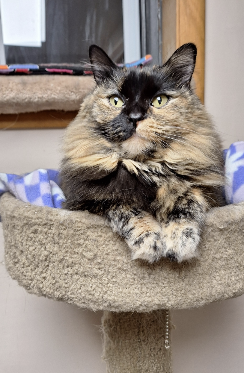 adoptable Cat in Wheaton, IL named Annie (front paw declawed)