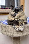 adoptable Cat in , IL named Annie (front paw declawed)