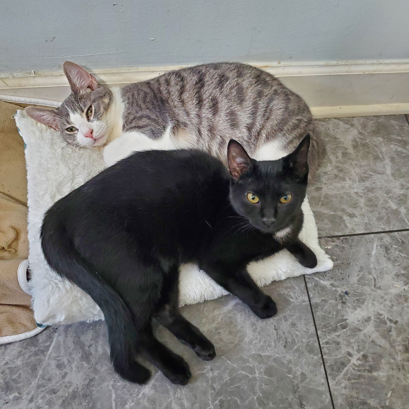 adoptable Cat in Wheaton, IL named Debra and Raymond (bonded pair)