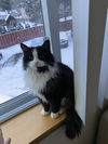 Stella