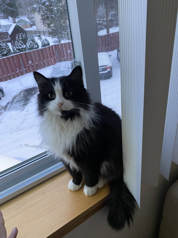 Stella