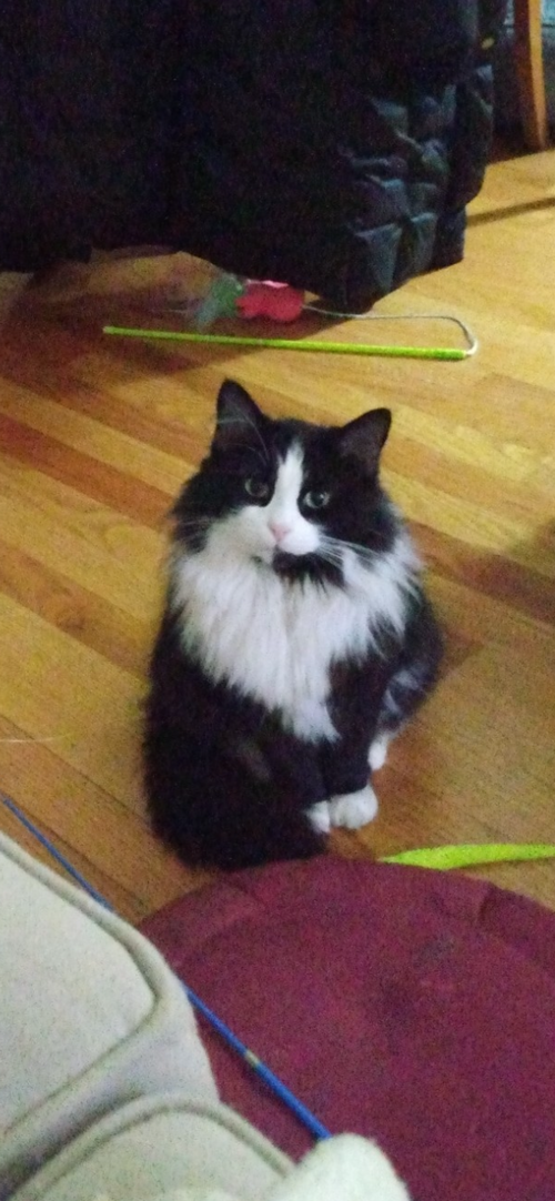 Stella