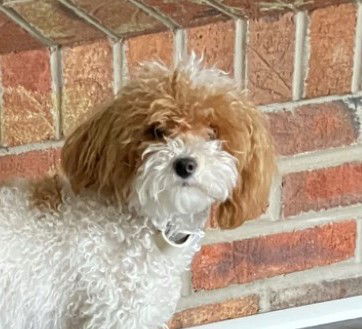 adoptable Dog in Wheaton, IL named Dolly Dumpling