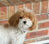 adoptable Dog in  named Dolly Dumpling