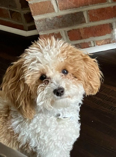 adoptable Dog in Wheaton, IL named Cheeky Pants
