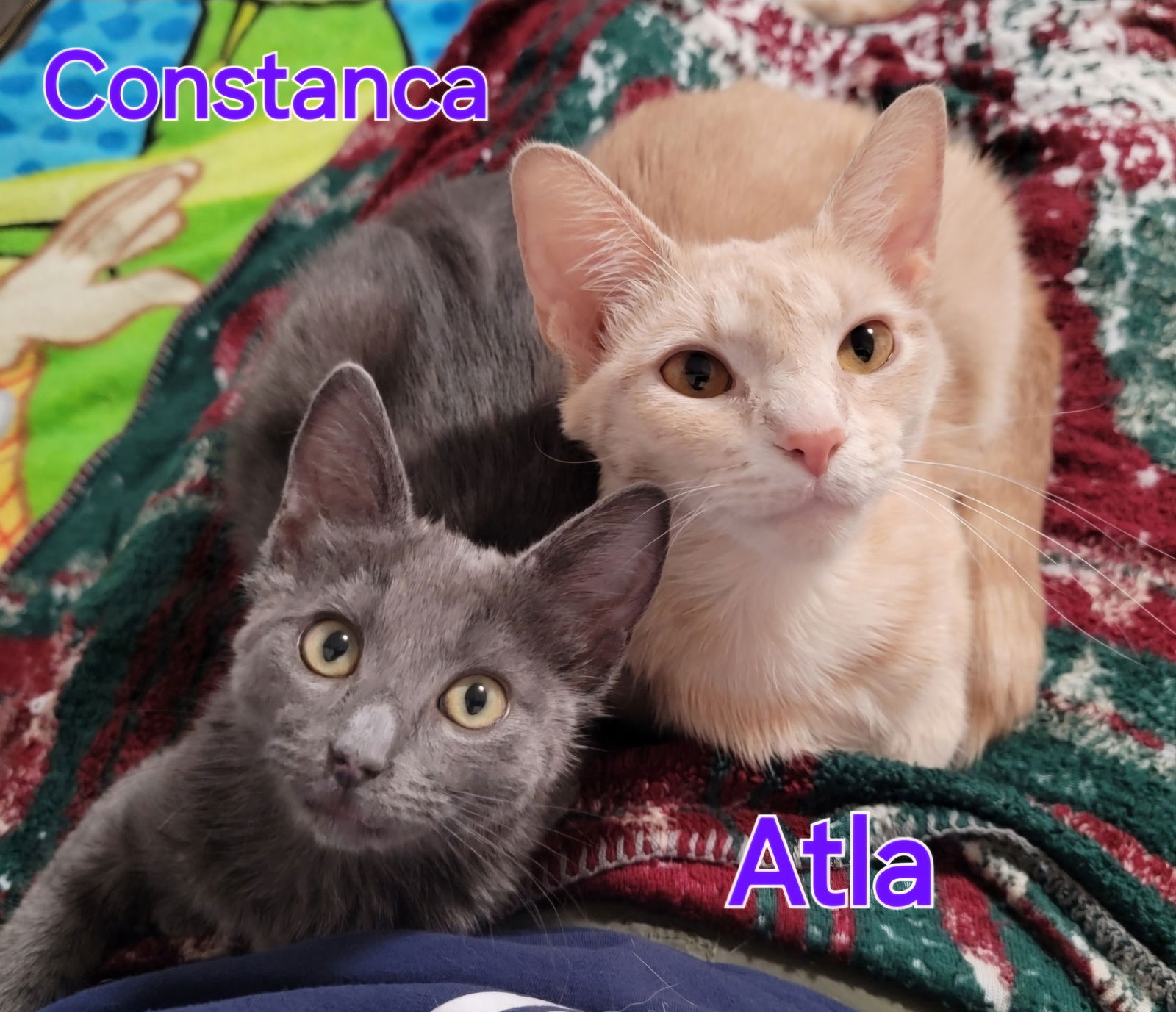 Atla and Constanca (bonded pair)  Domestic Short Hair (short coat) Female