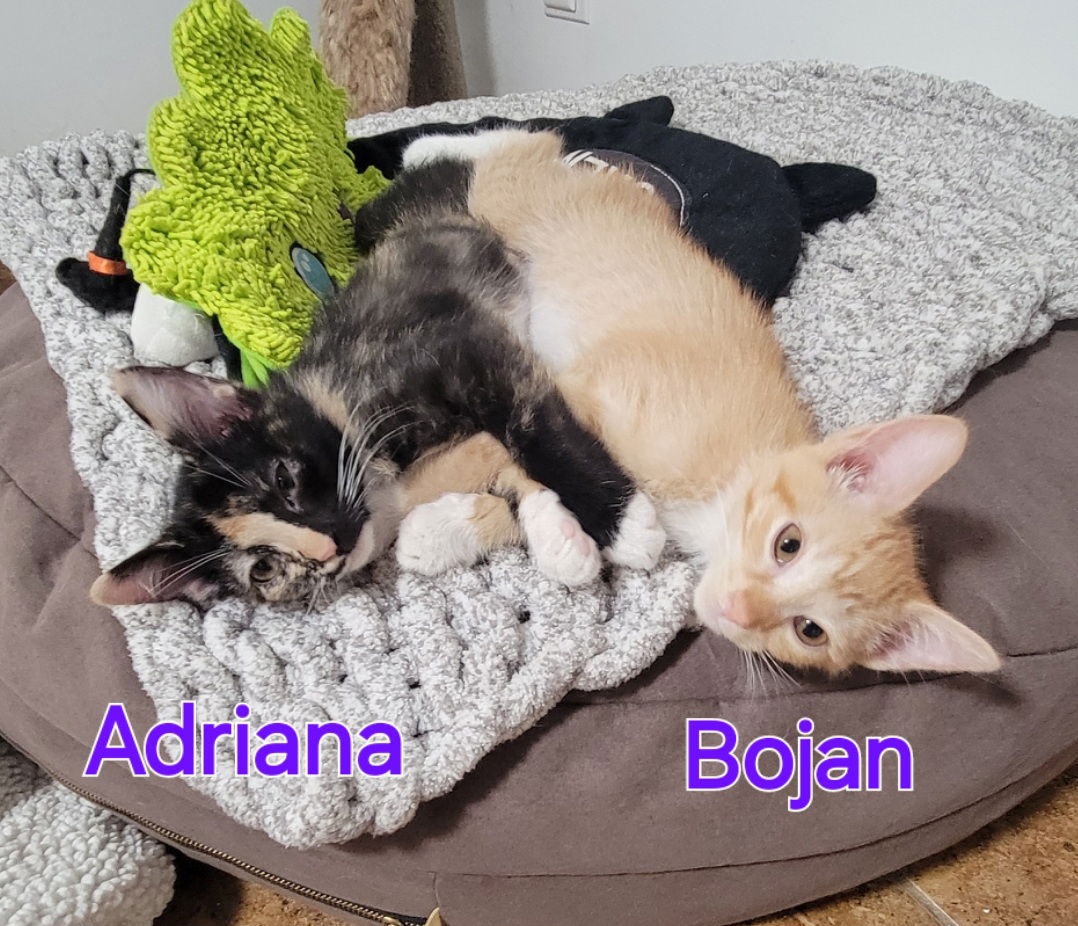 Adriana & Bojan (bonded pair)  Domestic Long Hair (long coat) Female