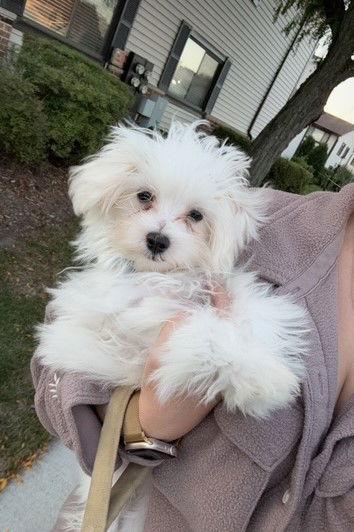 Sal Small Bichon Frise / Maltese (long coat) Male