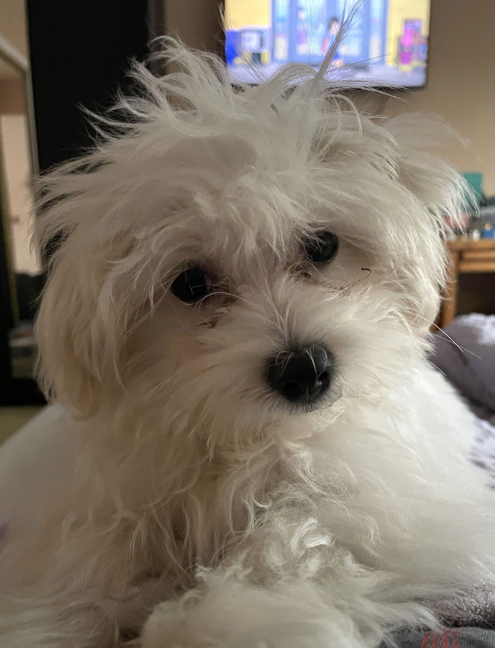 Martin Small Bichon Frise / Maltese (long coat) Male