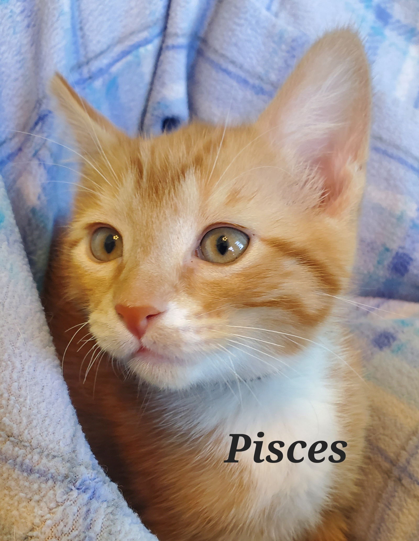 Pisces  Domestic Short Hair (short coat) Male