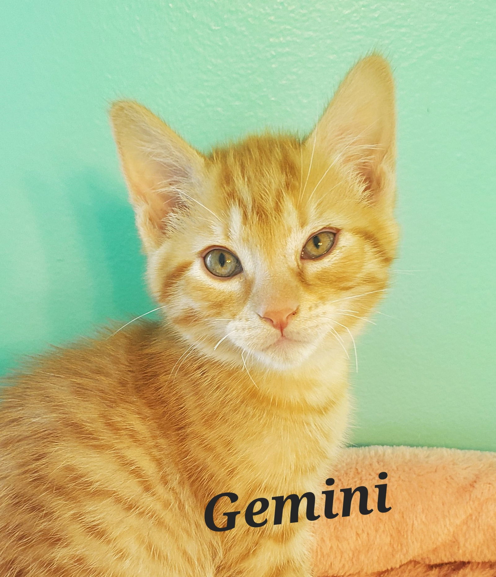 Gemini  Domestic Short Hair (short coat) Male