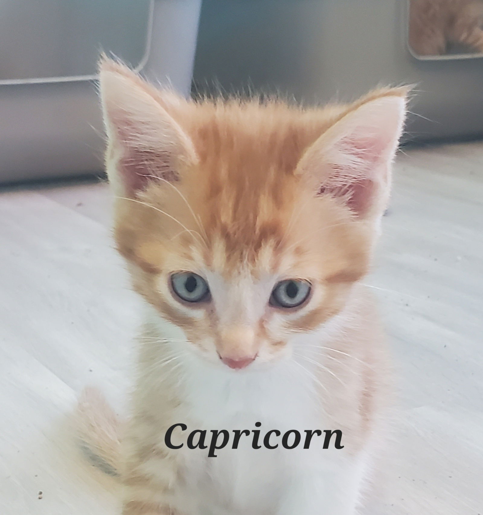 Capricorn  Domestic Short Hair (short coat) Male