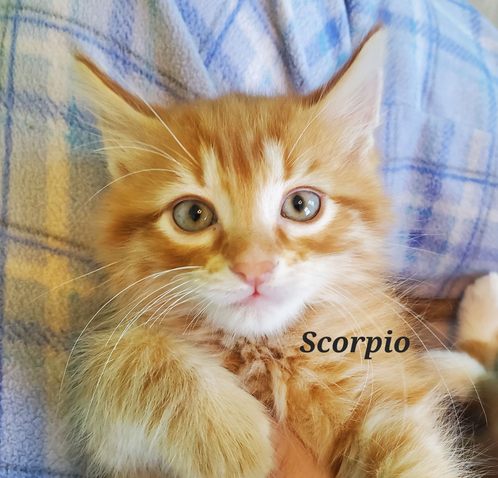 Scorpio  Domestic Long Hair (long coat) Male