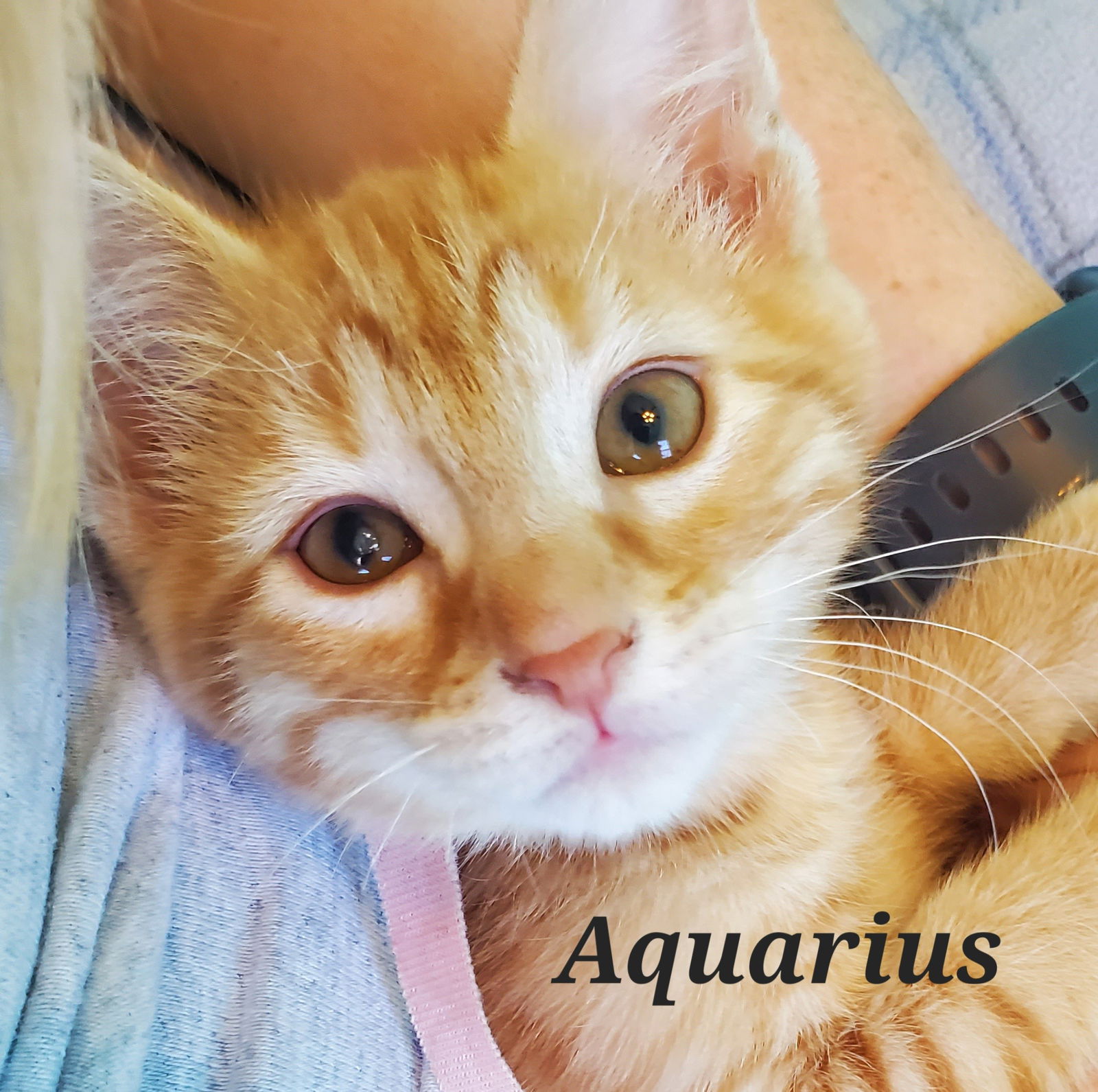 Aquarius  Domestic Short Hair (short coat) Female