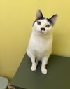 adoptable Cat in wheaton, IL named Trevor