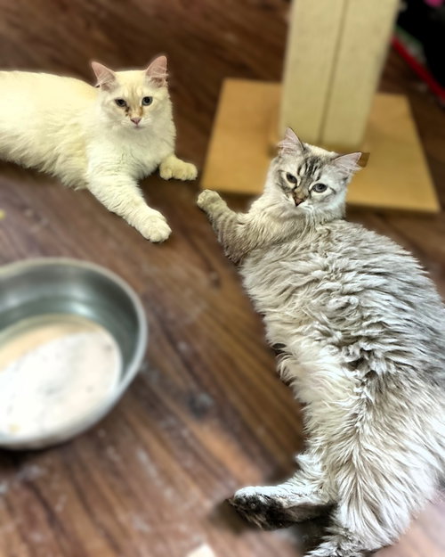 picture of the cat needing adoption