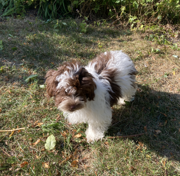 Sugar Small Lhasa Apso / Poodle (Miniature) (long coat) Female