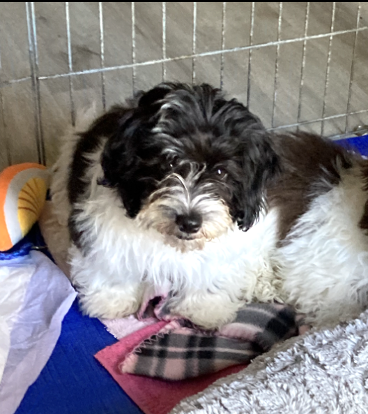 Spice Small Lhasa Apso / Poodle (Miniature) (long coat) Female