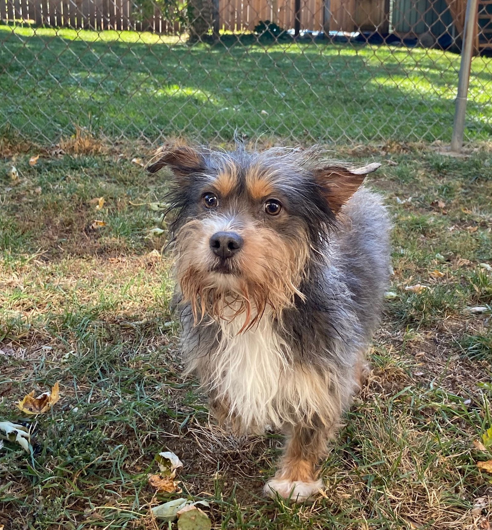 Louie Small Schnauzer / Mixed (long coat) Male