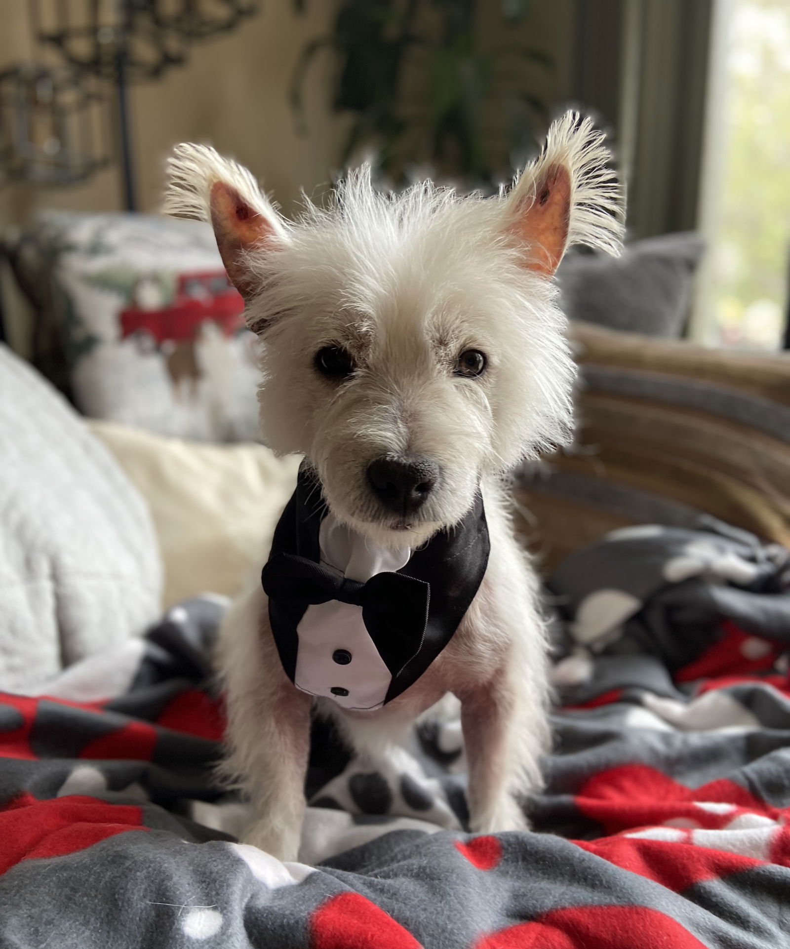 Skelly Ton Small West Highland White Terrier Westie (medium coat) Male