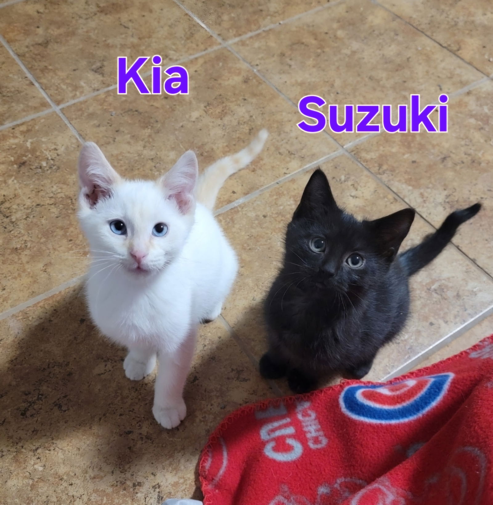 Kia and Suzuki (bonded pair)  Domestic Short Hair Male