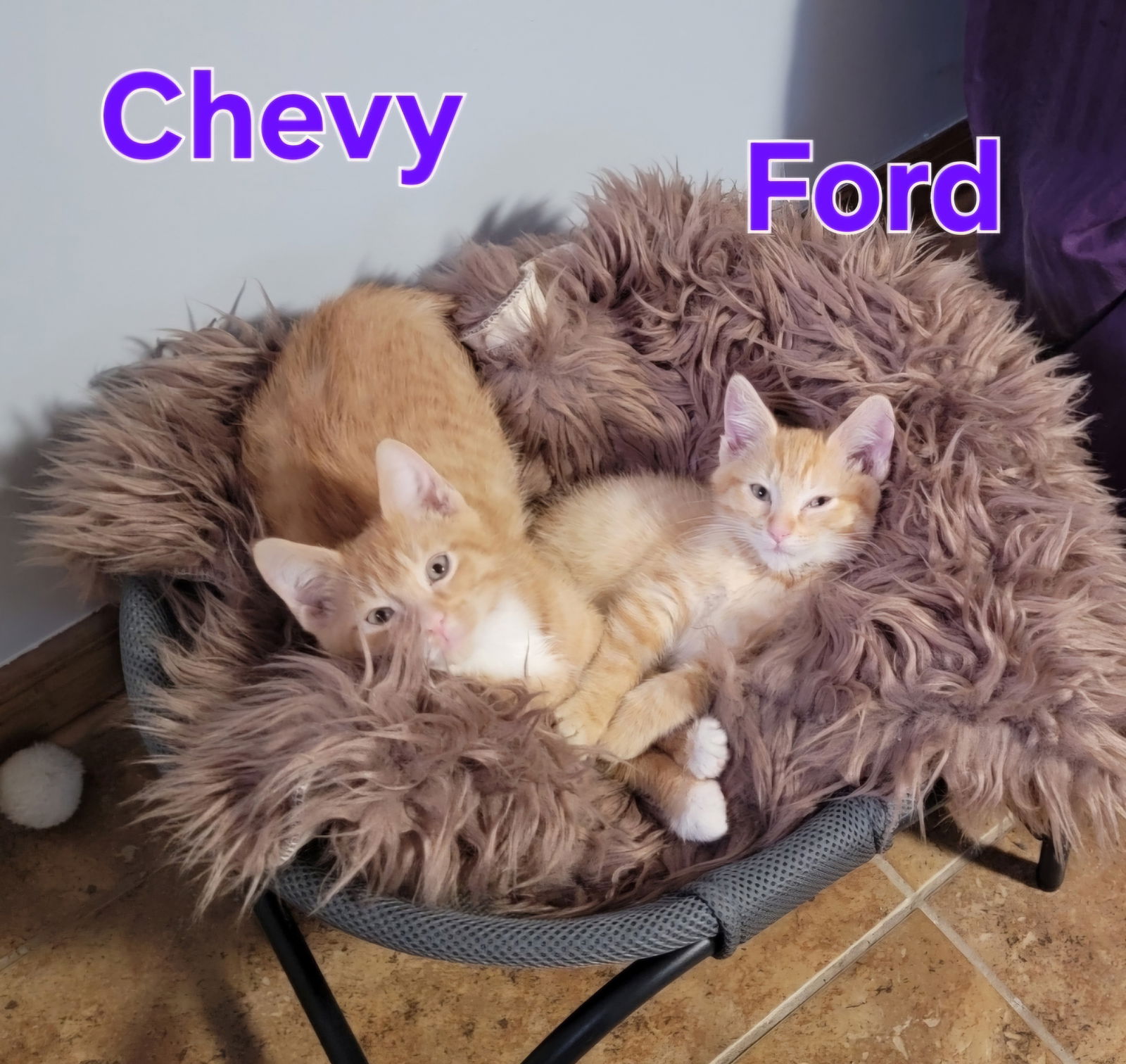 Chevy and Ford (bonded pair)  Domestic Short Hair (short coat) Male