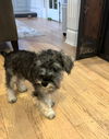 Pepper