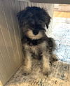 Pepper